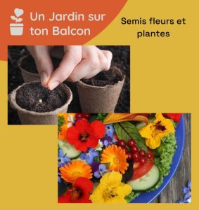 Semis – fleurs comestibles et plantes aromatiques